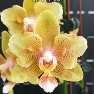 Phal. Yellow Wave 532 peloric