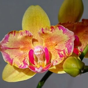 Phal. #486