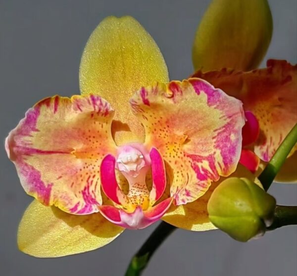 Phal. #486