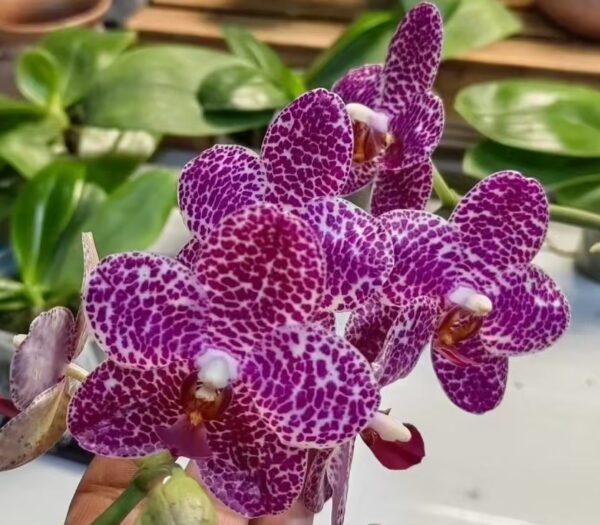 Phal. E022