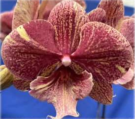 Phal. 0760