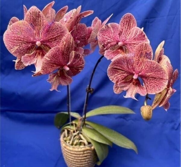 Phal. 0760 — изображение 2