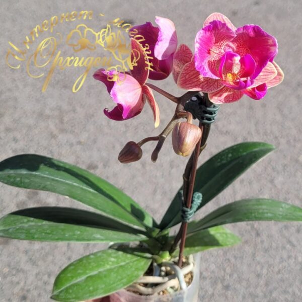 Phal. Tiannong Golden Vivien 957 (peloric - 2 eyes) — изображение 4