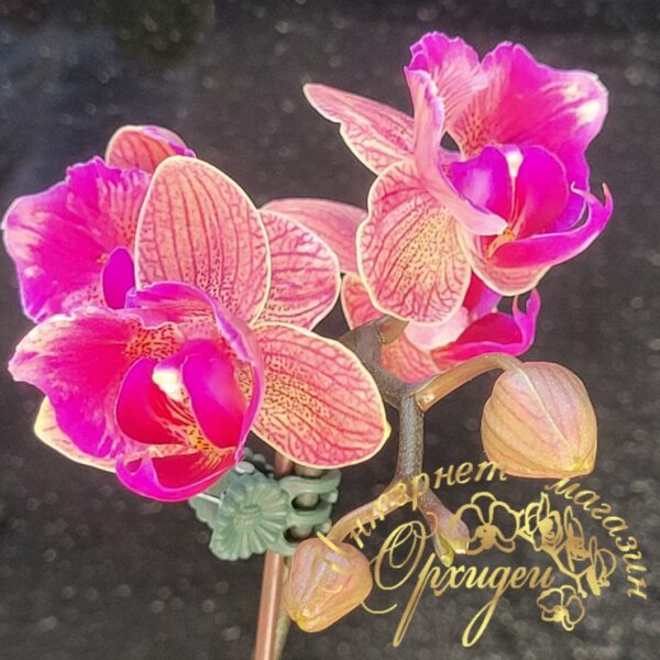 Phal. Tiannong Golden Vivien 957 (peloric - 2 eyes) — изображение 3