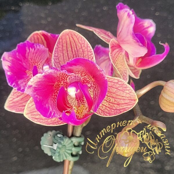 Phal. Tiannong Golden Vivien 957 (peloric - 2 eyes) — изображение 2