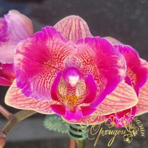 Phal. Tiannong Golden Vivien 957 (peloric - 2 eyes)