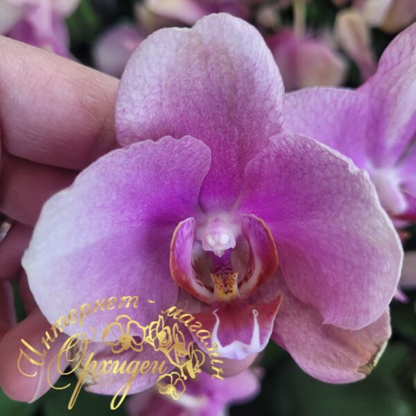 Phal. Baby Dynamite