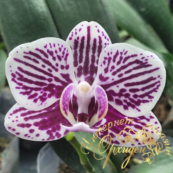 Phal. Miki Cat Glory — изображение 2