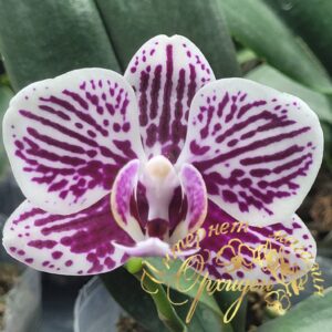 Phal. Miki Cat Glory
