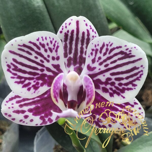Phal. Miki Cat Glory
