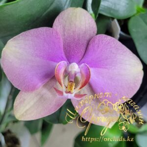 Phal. Baby Dynamite