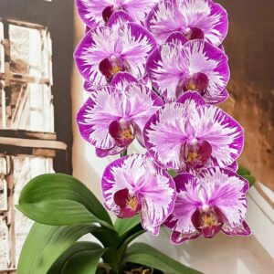 Phal. 379