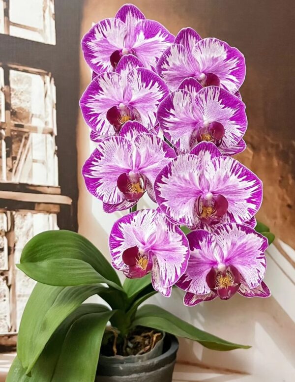 Phal. 379
