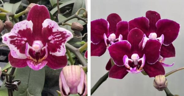 Phal. Glory — изображение 2