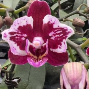 Phal. Glory