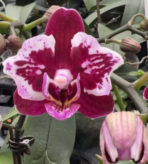 Phal. Glory