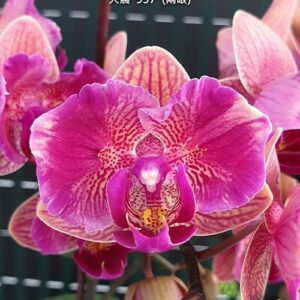 Phal. Tiannong Golden Vivien 957 (peloric - 2 eyes)