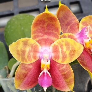 Phal. Guadalupe Pineda Yaphon