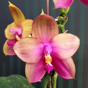 Phal. Yaphon Bear Sir 634