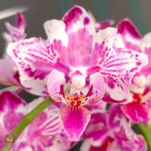 Phal. Younghome Kaleido peloric