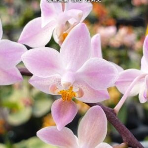 Phal. equestris Orange × sib