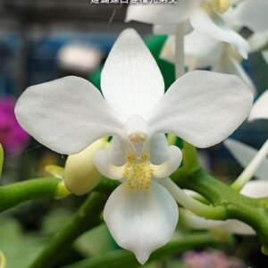 Phal. equestris var. alba × sib