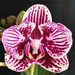 Phal. Miki Cat Glory