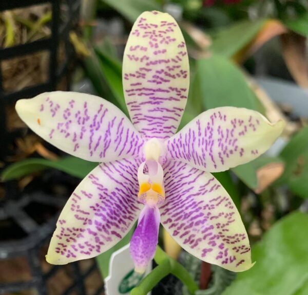 Phal. KS Blue Ludde × sib