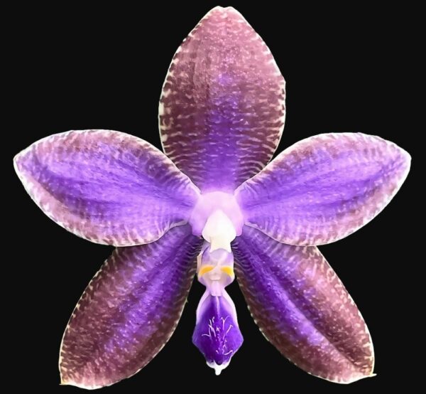 Phal. KS Blue Ludde × sib
