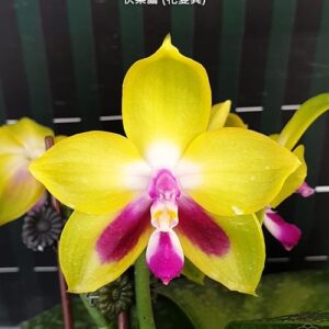 Phal. KS Happy Eagle (peloric)