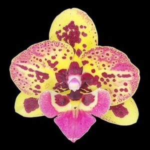 Phal. Fangmei Pretty Golden 319