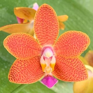 Phal. I-Hsin Salamon