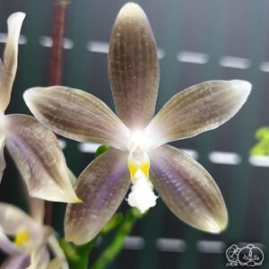 Phal. speciosa Purple Adorned