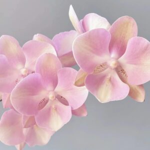 Phal. Venice