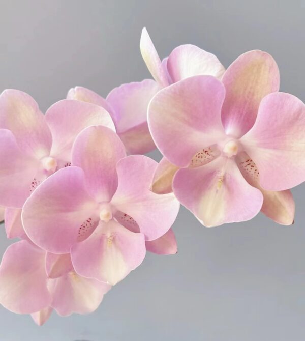 Phal. Venice
