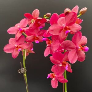 Phal. Dream girl