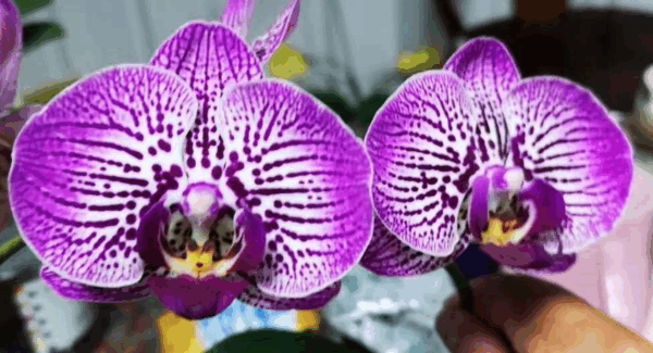 Phal. 488