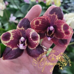 Phal. Mainshow Blackberry