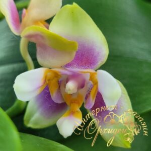Phal. FEIFAN Aurora Miuco 350