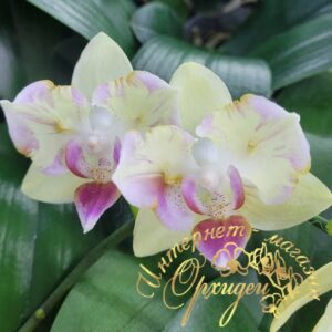 Phal. Chiada Selina Full of Star