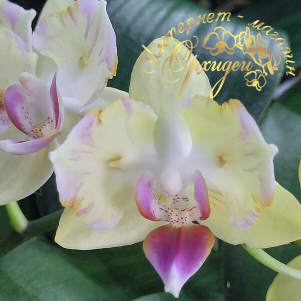 Phal. Chiada Selina Full of Star — изображение 2