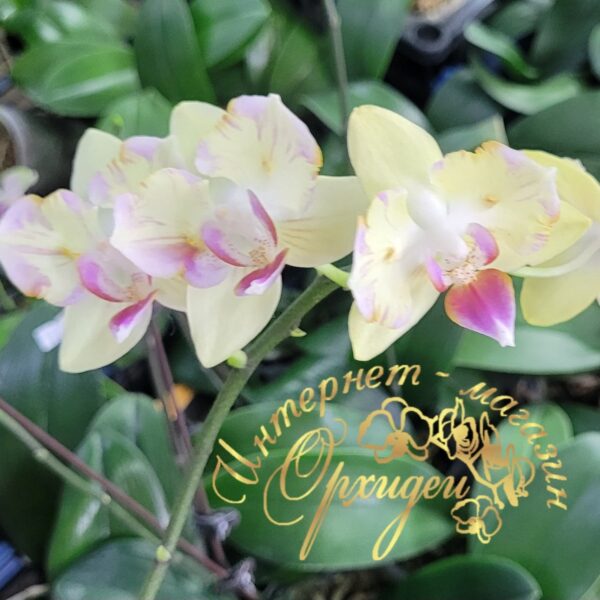 Phal. Chiada Selina Full of Star — изображение 3
