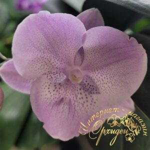 Phal. YCPC