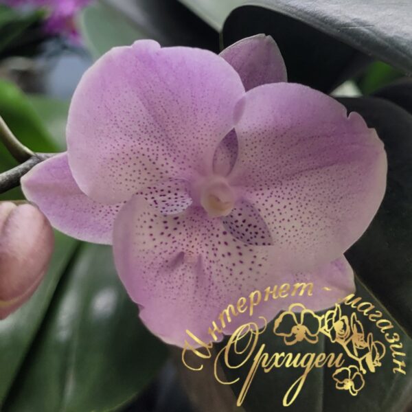 Phal. YCPC — изображение 2