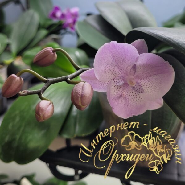 Phal. YCPC — изображение 3