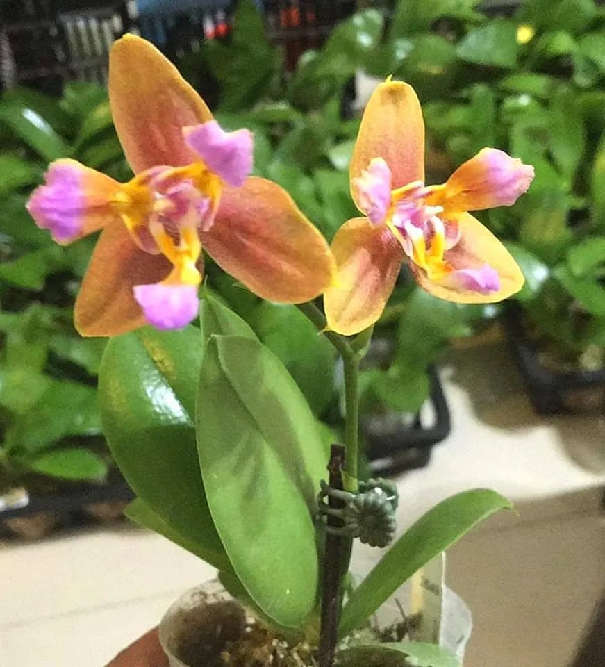 Phal. Profar Pride 3 Phal. Profar Pride — изображение 3