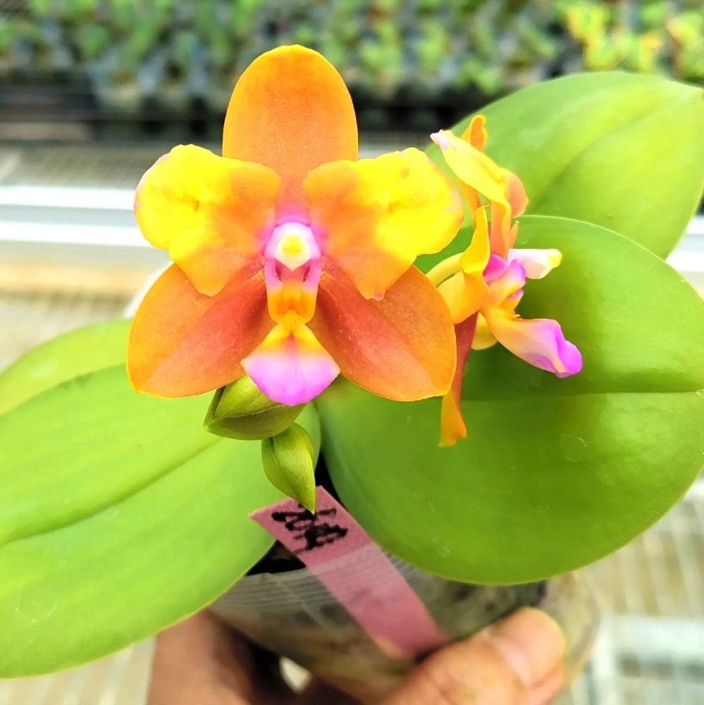 Phal. Profar Magic Fall 3 Phal. Profar Magic Fall — изображение 3