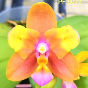 Phal. Profar Magic Fall
