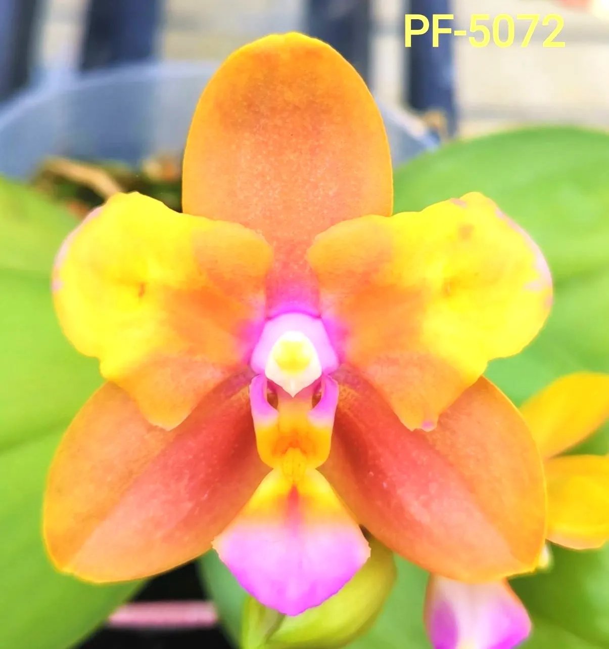 Phal. Profar Magic Fall 1 Phal. Profar Magic Fall