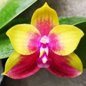 Phal. PF 1250